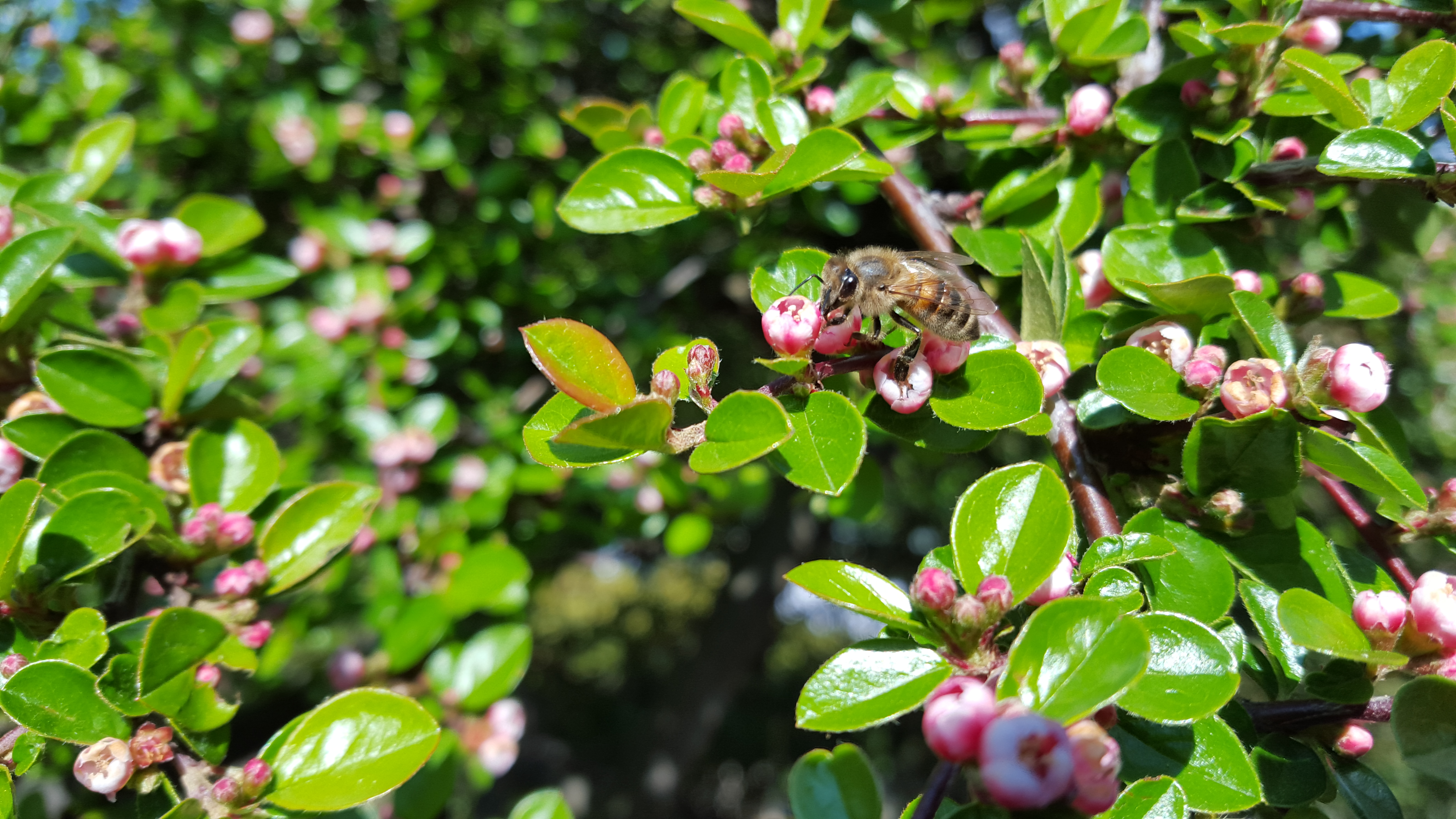 Abeille butinant au Jardin Alpin du MnHn
